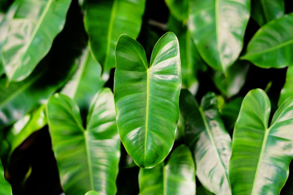 Greenwashing co to – zielone liście symbolizujące ekologiczny wizerunek firm i zjawisko greenwashingu w marketingu.